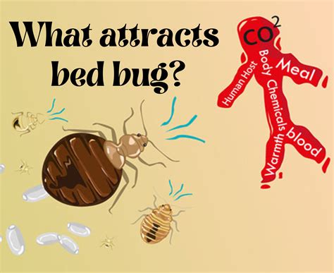 Do bed-wetting cause bed bugs? - Answers