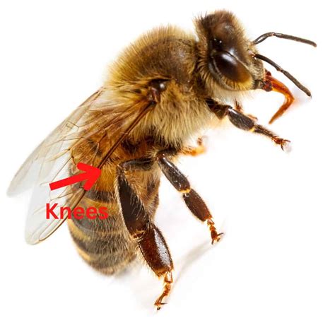 Do bees have knees. Things To Know About Do bees have knees. 