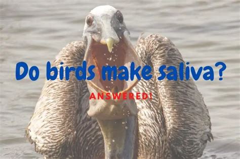 Do birds have saliva? (Answered and explained!) - Outlife …