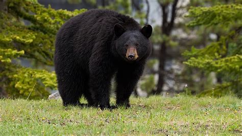 Do black bears make sounds? - Good hunting