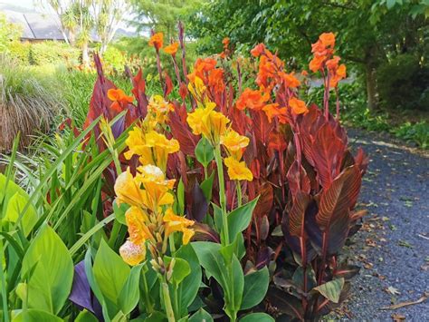 Do cannas grow in shade