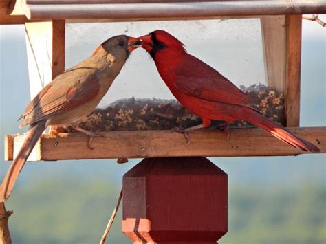 Do cardinal birds mate for life. Here are five tips to attract mating cardinals to your backyard. Use a large, bright-colored net and hang it at the edge of your property. Attach a plastic bag filled with seeds, fruit, and some small prey like crickets or mealworms on the inside of the net. Use bird feeders that offer high-quality seeds, sunflower seeds, safflower seeds ... 
