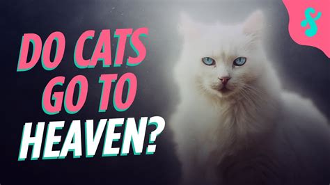 Do cats go to heaven. 