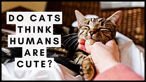 Do cats think. Jan 28, 2014 · No. In the book [I say] that cats behave toward us in a way that's indistinguishable from [how] they would act toward other cats. They do think we're … 