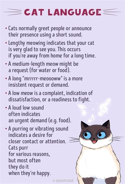Do cats understand words. These words were of the same length and rhythm as the cat's name. Most cats showed subtle signs that they were paying attention at first, by moving their head or ears. But by the fourth word, many ... 