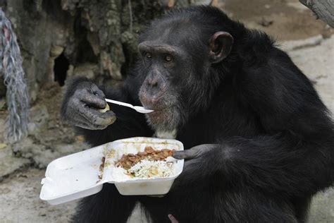 Do chimpanzees eat meat. Chimpanzees play a vital role in maintaining the balance of their forest habitats. With a diet consisting mainly of fruits, leaves, nuts, insects, as well as occasionally meat and eggs, their feeding activities help to disperse seeds around the ecosystem, contributing to the growth and regeneration of plant species. 