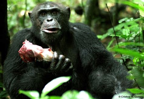 Do chimps eat meat. Bryson-Morrison and her team observed what 13 chimpanzees ate during 568 hours of feeding, collecting samples of 24 wild species from the same trees, plants and food patches, and 11 crop species. ... 