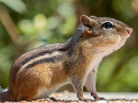 Do chipmunks live anywhere in Florida, if not why? - Quora