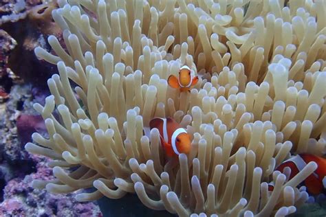 Do clownfish mate for life? Clownfish Forum