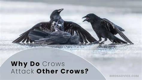 Do crows attack humans.  However, it&rsquo;s always a good idea to clean any wo...