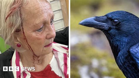 Do crows attack humans.  Recent research has illuminated this Learn why cro...