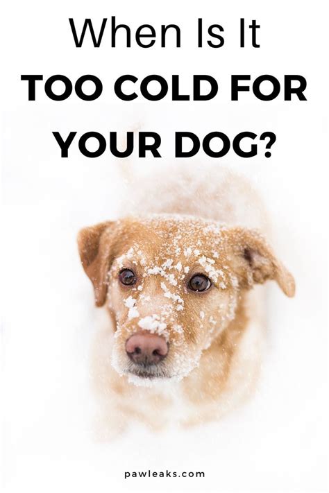 Do dogs get cold, myth or reality?