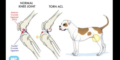 Do dogs have 4 ACLs? - DoggoTips