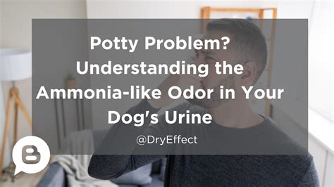 Do dogs have ammonia in their urine? - Mi Dog Guide