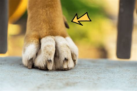 Do dogs have thumbs? What those dewclaws are for