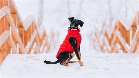 Do dogs need to wear jackets during the winter?