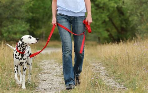 Do dogs on trails need to be leashed?