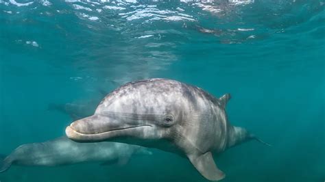 Do dolphins sleep. Dec 21, 2013 · Lucy Buckley. Sat 21 Dec 2013 02.01 EST. Dolphins sleep by resting one half of their brain at a time – known as unihemispheric sleeping. So most of the time they sleep while still swimming ... 
