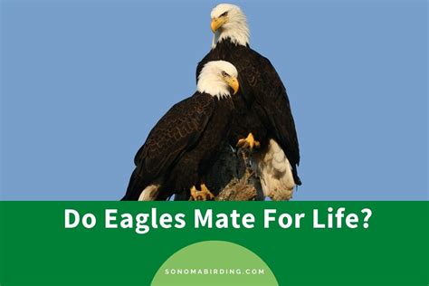 Do eagles mate for life. The magnificent bald eagle performs a breathtaking courtship ritual before settling down to raise chicks. Bald eagles mate for life but aren’t necessarily monogamous. Males have been seen to have more than one mate. Though scientists don’t know what bald eagle pairs look for in each other, when a bird finds a promising partner they engage ... 