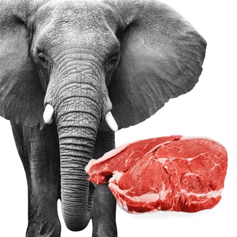 Do elephants eat meat. Not surprisingly, elephants eat massive amounts of food — in the case of the African elephant, as much as 660 pounds (~300 kg) in a single day. The smaller Indian elephant eats less — but still a lot for you or me — a maximum of about 330 pounds (~150 kg) — an human adult only eats about four pounds of food a day. 