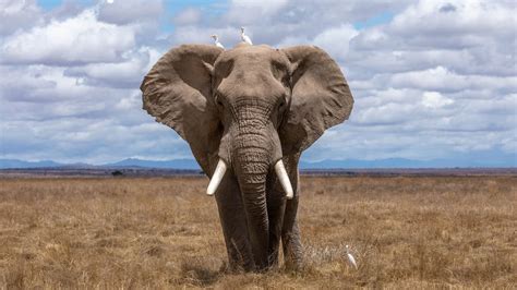 Do elephants have predators. Images of elephants roaming the African plains are imprinted on all of our minds and something easily recognized as a symbol of Africa. But the future of elephants today is uncerta... 