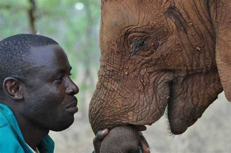 Do elephants think humans are cute. 