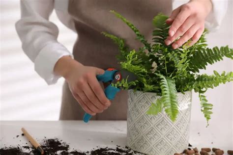 Do ferns grow back if you cut them? – Fern Gardening