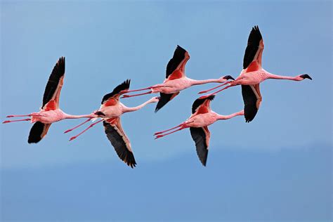 Do flamingos fly. Flamingos can fly up to 40 miles per hour and reach altitudes of 20,000 feet. However, some zoos trim their flight feathers to prevent them from escaping, which is considered inhumane by many. 