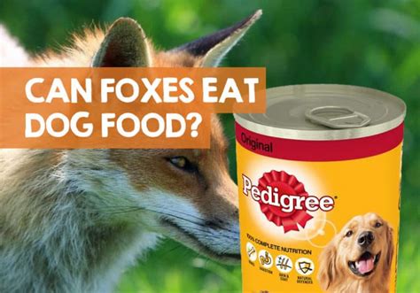 Do foxes eat dried dog food? - Answers