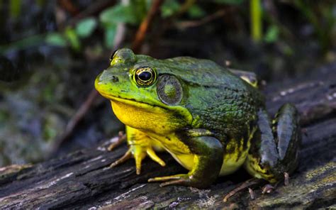 Do frogs feel pain when skinned? - TimesMojo