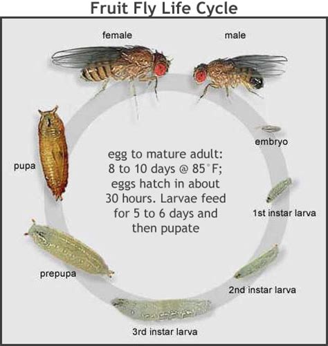 Do fruit flies lay eggs in poop? – Wise-Answer