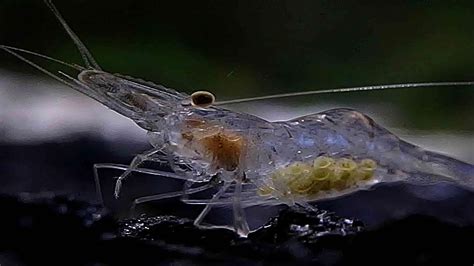 Do ghost shrimp need a bubbler? - thehealthyjournal.com