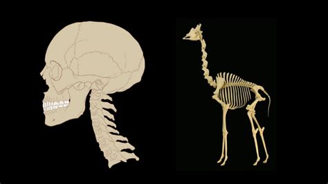 Do giraffes necks have the same amount of bones as humans?