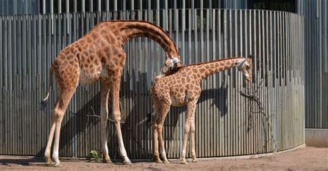 Do giraffes sleep standing up. Giraffes rest at night while standing up. When resting, the head lies on a hind leg, with the neck forming an impressive arch. Giraffes sleep standing up but can occasionally lie down. Giraffes that are resting lightly remain in a fully upright position, with half-closed eyes, and ears continuing to twitch. 