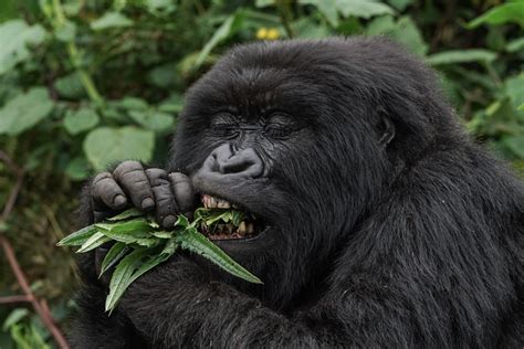 Do gorillas eat meat. 