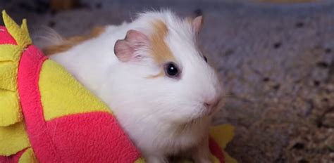 Do guinea pigs cry.  Sciatica most often happens when a herniated disk or an overgr...
