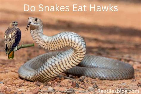 Do hawks eat snakes? How do hawks eat snakes?