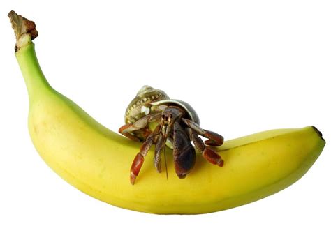 Do hermit crabs eat banana peels? - Answers