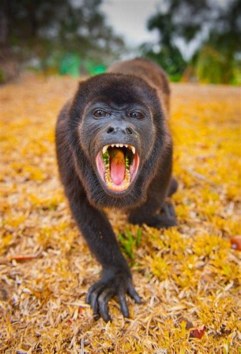 Do howler monkeys attack humans? - TimesMojo