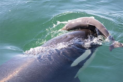 Do killer whales eat dolphins. Jun 12, 2018 ... Risso's dolphins and short-finned pilot whales are frequently devoured when they live alongside mammal-eating orcas. To find out whether the ... 