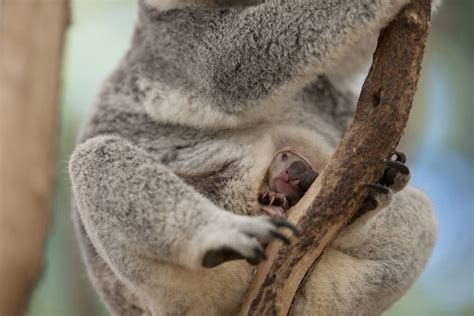 Do koalas have pouches. No. Male koalas do not have pouches. The pouch serves the purpose of protecting and nurturing the koala joey, which is completely helpless at birth, and must attach to a female's teat in order to ... 
