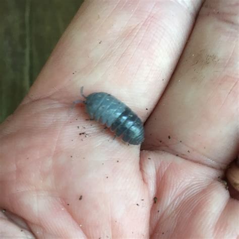 Rolly pollies mainly consume organic plant matter 