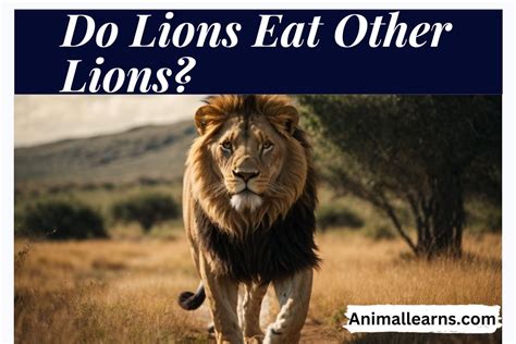 Do lions eat other lions. Things To Know About Do lions eat other lions. 