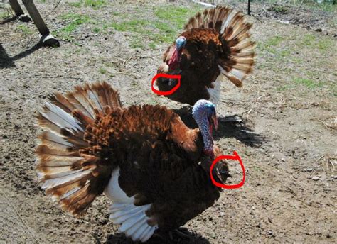 Do male turkeys have testicles. Nov 23, 2012 · Hundreds have sampled an unusual and dare-say ballsy local delicacy this Thanksgiving in Illinois: deep-fried turkey testicles. Firing up roughly 1,200 pounds of the turkey bits, crowds dined on ... 