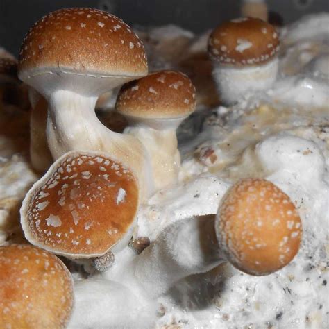 Do mushrooms lose potency. Insert cake into a pre-sterilized mason jar, tupperware container, or ziplock bag full of water. Ensure the cake is submerged in water and able to fully absorb it. Keep the cake submerged for 12 ... 