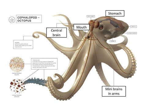 Do octopus have brains. An octopus has one brain. It is located in its head. However, unlike other creatures, not all of its neurons are located in its brain. ... While they do not have multiple brains, the truth about the neural network of an octopus is still quite amazing. The neurons that are in the arms link up to a denser cluster of neurons that is located at the ... 