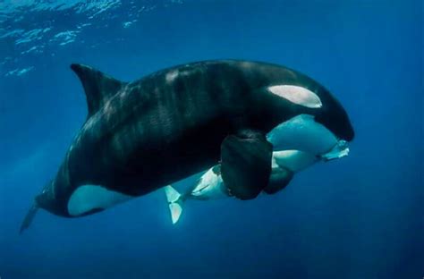 Do orcas eat dolphins. 