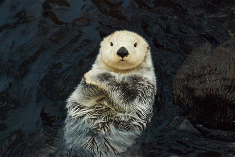 Do otters have pouches. Another unique trait of sea otters is their arm pouches and obsession with rocks. Sea otters have special pouches under their front arms to store food and small rocks that they save for … 