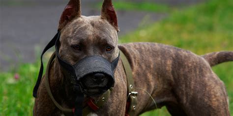 Do pitbulls jaws lock. Feb 6, 2021 ... Pit bulls can lock their jaws. Pitbullinfo.org explains: "There is no such thing as a 'locking jaw'—no dogs (of any breed or type) have ... 