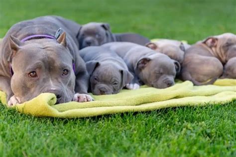 The American Bully comes in may different sizes, so what is a Pocket size American Bully? A quick google search will probably yield about 5 different answers. Unfortunately, the internet is full of…. 